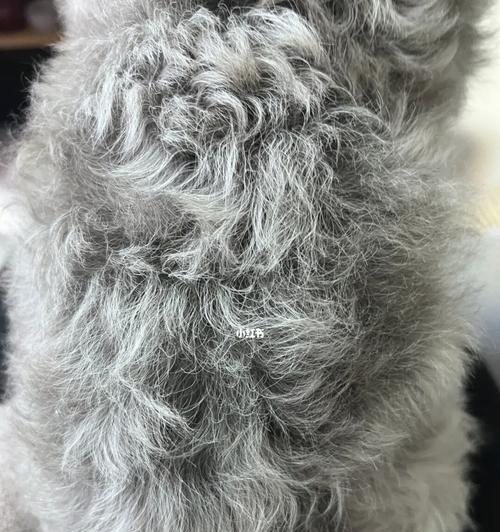 灰色泰迪毛发变色奥秘:从普通灰到返灰的华丽转变 灰色泰迪毛发变色奥秘:从普通灰到返灰的华丽转变