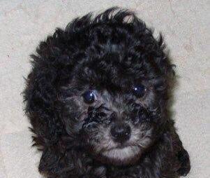 灰色泰迪毛发变色奥秘:从普通灰到返灰的华丽转变 灰色泰迪毛发变色奥秘:从普通灰到返灰的华丽转变