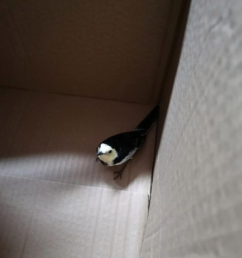 小鸟饮食习惯揭秘:从种子到昆虫的食物链营养关系 小鸟饮食习惯揭秘:从种子到昆虫的食物链营养关系