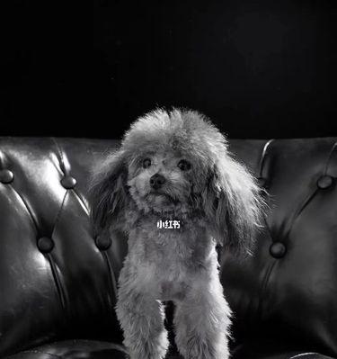 灰色泰迪毛发变色奥秘:从普通灰到返灰的华丽转变 灰色泰迪毛发变色奥秘:从普通灰到返灰的华丽转变