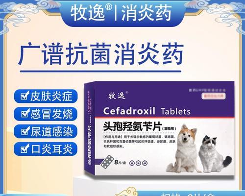 猫咪外伤消炎处理全攻略：正确护理与预防技巧详解