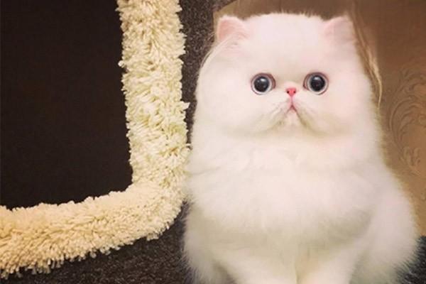 犬猫胸膜炎的临床症状与治疗方案详解 犬猫胸膜炎的临床症状与治疗方案详解