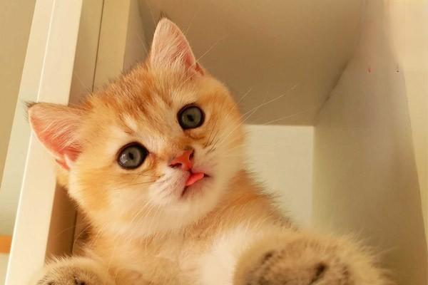 犬猫胸腔积血症状详解：呼吸困难、突然虚脱的诊断与治疗方案