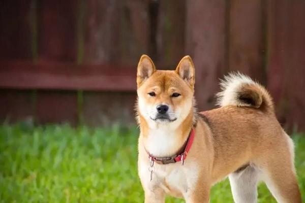 犬猫乳糜胸的病因、症状与治疗方案详解