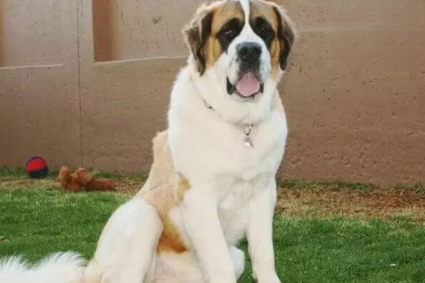 犬猫横膈膜疝症状与治疗方案详解，呼吸困难需警惕