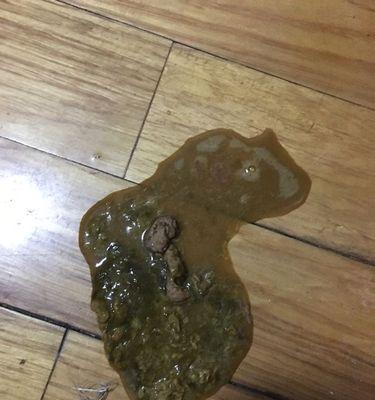 萨摩犬拉稀如何正确用药与调理？全面治疗方案解析