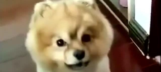 馒头宠物狗养护指南与性格特点解析，打造理想家庭伴侣