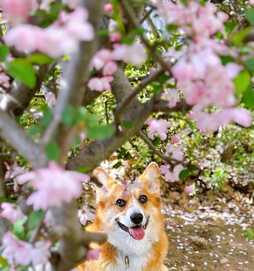 根据出生时间选择狗狗指南：匹配性格与需求的实用建议