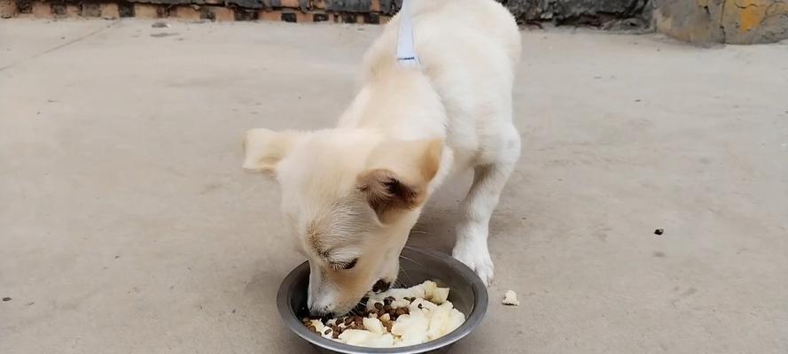 馒头宠物狗养护指南与性格特点解析，打造理想家庭伴侣