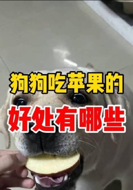 狗狗吃苹果的好处与安全喂养指南