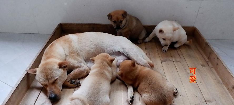 根据出生时间选择狗狗指南：匹配性格与需求的实用建议