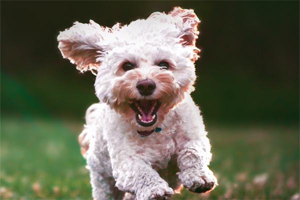 狗狗不嚼狗粮直接吞怎么办？纠正方法与训练技巧