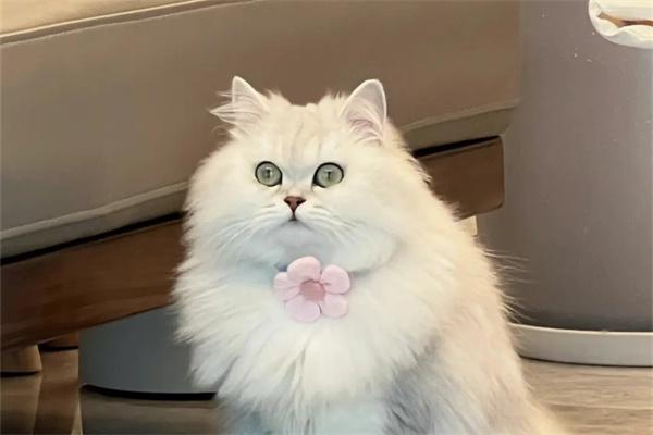 波斯猫为何被称为猫中之王？解析其高贵颜值与独特气质