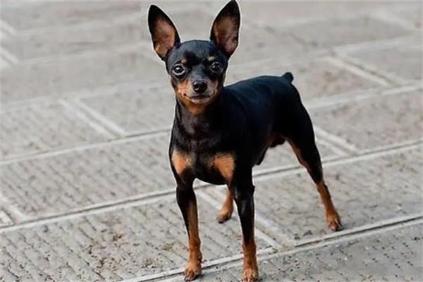 狗狗光吃不长肉原因解析与增重应对策略 狗狗光吃不长肉原因解析与增重应对策略