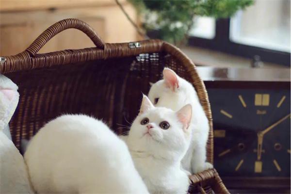 猫咪哈气原因解析与安抚指南,轻松应对猫咪哈气行为 猫咪哈气原因解析与安抚指南,轻松应对猫咪哈气行为