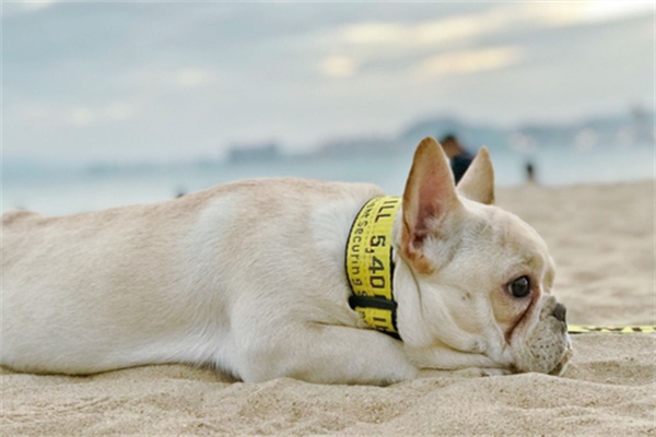 狗狗社恐的典型表现与应对方法，帮助爱犬克服社交焦虑