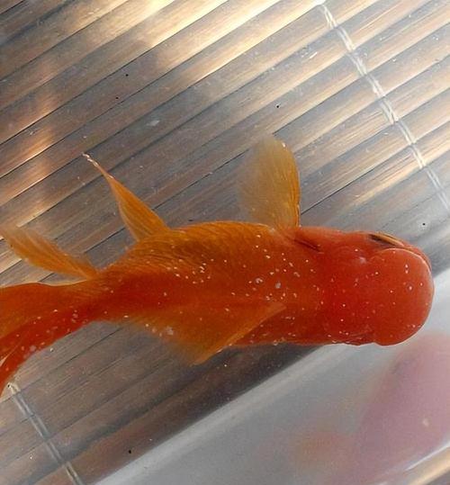 金鱼不会游是什么病?常见原因与治疗方法全解析 金鱼不会游是什么病?常见原因与治疗方法全解析