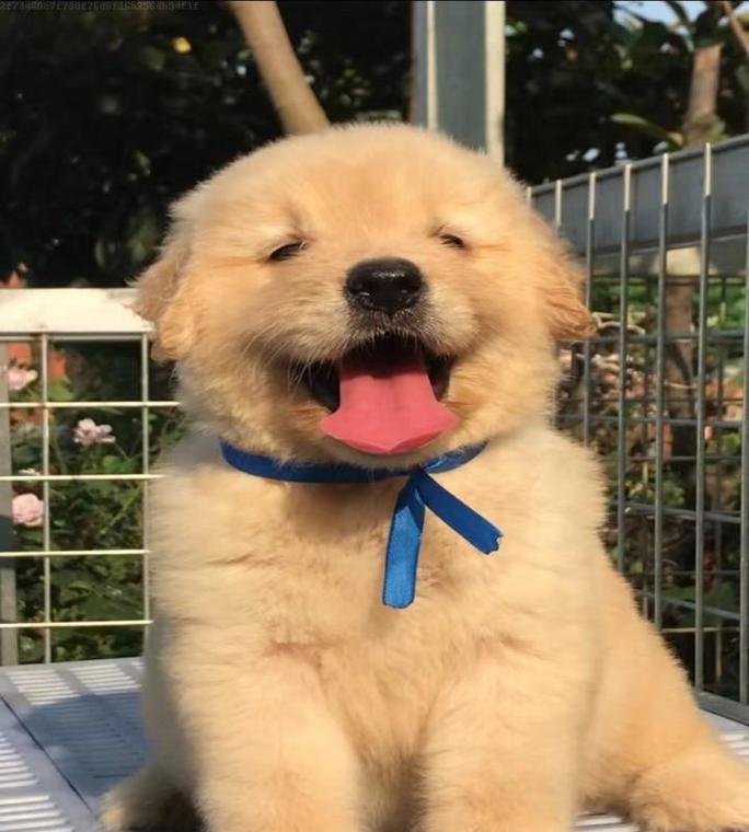 金毛狗幼崽毛色变化特征解析:从浅色到金色的成长过程 金毛狗幼崽毛色变化特征解析:从浅色到金色的成长过程