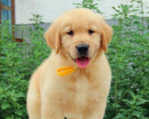 金毛狗幼崽毛色变化特征解析:从浅色到金色的成长过程 金毛狗幼崽毛色变化特征解析:从浅色到金色的成长过程