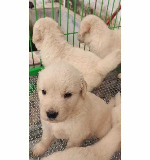 金毛狗幼崽毛色变化特征解析:从浅色到金色的成长过程 金毛狗幼崽毛色变化特征解析:从浅色到金色的成长过程