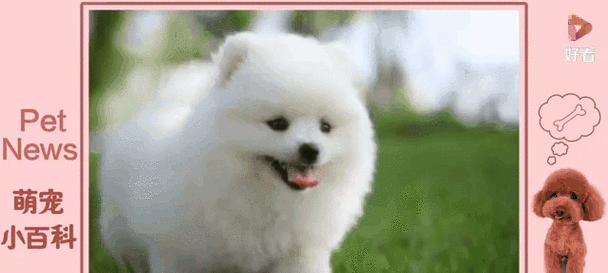 女生养狗的十大理由与适合女生的宠物狗品种推荐