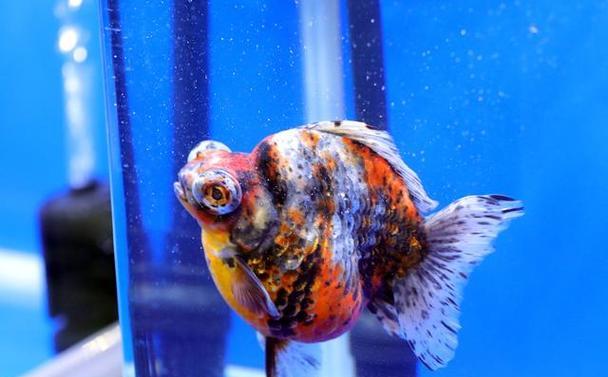 金鱼不会游是什么病?常见原因与治疗方法全解析 金鱼不会游是什么病?常见原因与治疗方法全解析