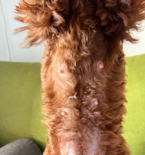 泰迪犬怀孕初期迹象详解,饲主如何识别与应对 泰迪犬怀孕初期迹象详解,饲主如何识别与应对