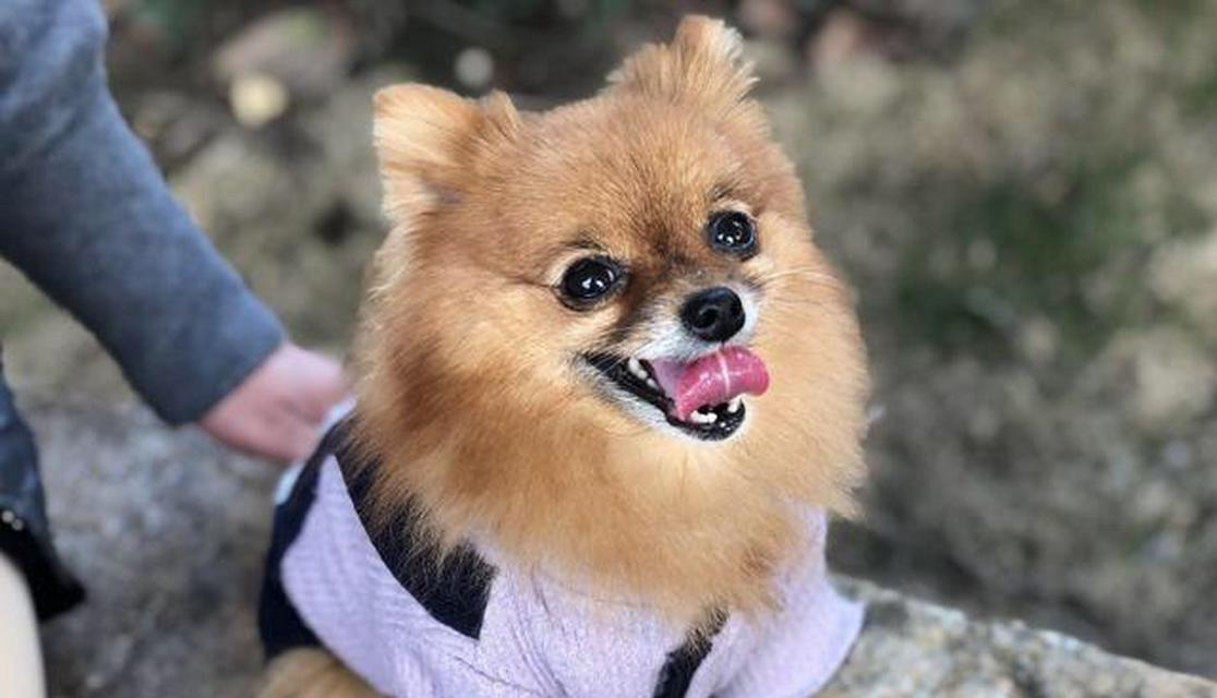 女生养狗的十大理由与适合女生的宠物狗品种推荐