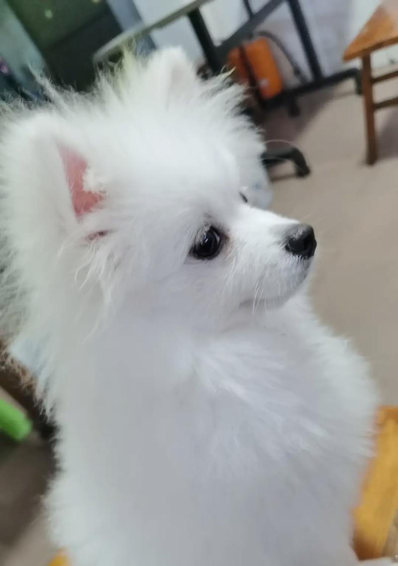 女生养狗的十大理由与适合女生的宠物狗品种推荐