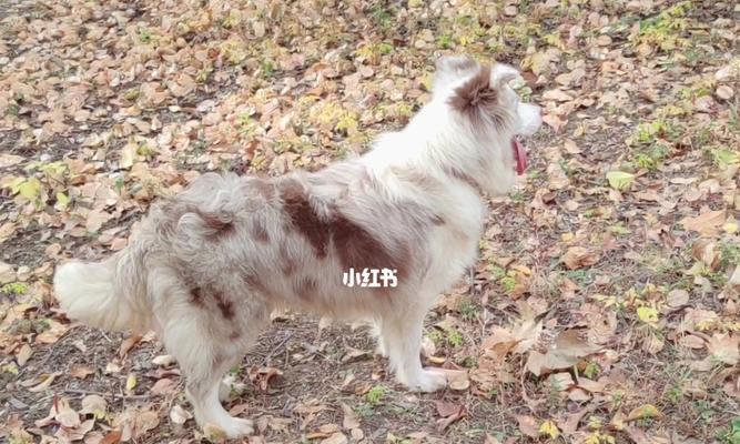 丁香边牧犬的特点与饲养指南:聪明忠诚的工作犬如何成为理想家庭伴侣 丁香边牧犬的特点与饲养指南:聪明忠诚的工作犬如何成为理想家庭伴侣