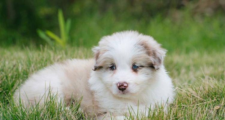 丁香边牧犬的特点与饲养指南:聪明忠诚的工作犬如何成为理想家庭伴侣 丁香边牧犬的特点与饲养指南:聪明忠诚的工作犬如何成为理想家庭伴侣