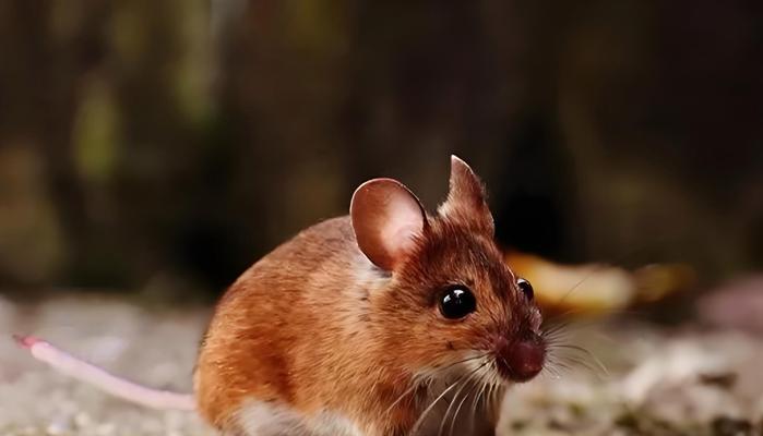 捕鼠猫咪品种选择与训练技巧,养猫防鼠全攻略 捕鼠猫咪品种选择与训练技巧,养猫防鼠全攻略