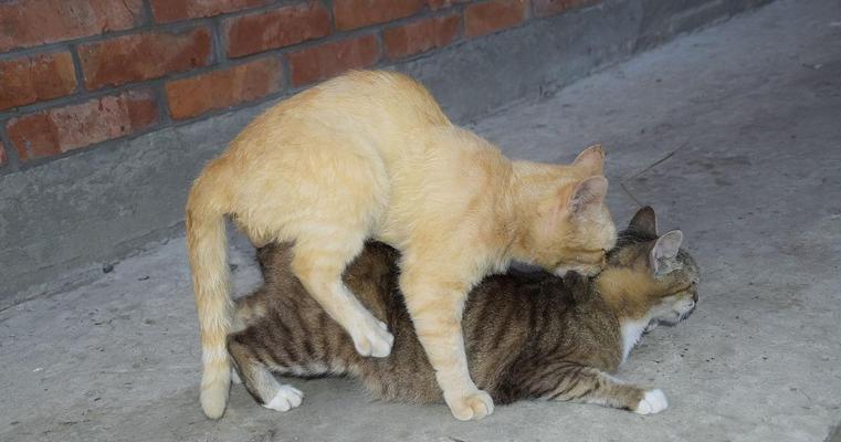 捕鼠猫咪品种选择与训练技巧,养猫防鼠全攻略 捕鼠猫咪品种选择与训练技巧,养猫防鼠全攻略