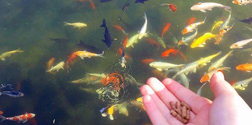鱼缸养鱼食物选择与科学饲养技巧全攻略