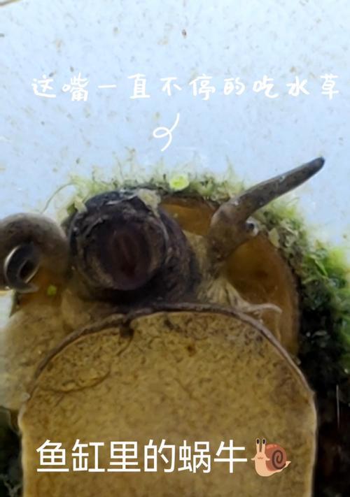 鱼缸养鱼食物选择与科学饲养技巧全攻略