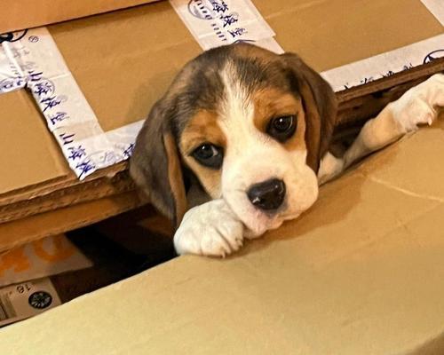 比格犬与巴吉度对比:价格差异及选购要点全解析 比格犬与巴吉度对比:价格差异及选购要点全解析