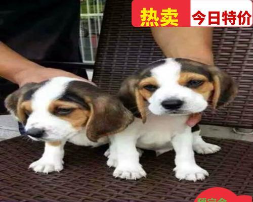 比格犬与巴吉度对比:价格差异及选购要点全解析 比格犬与巴吉度对比:价格差异及选购要点全解析