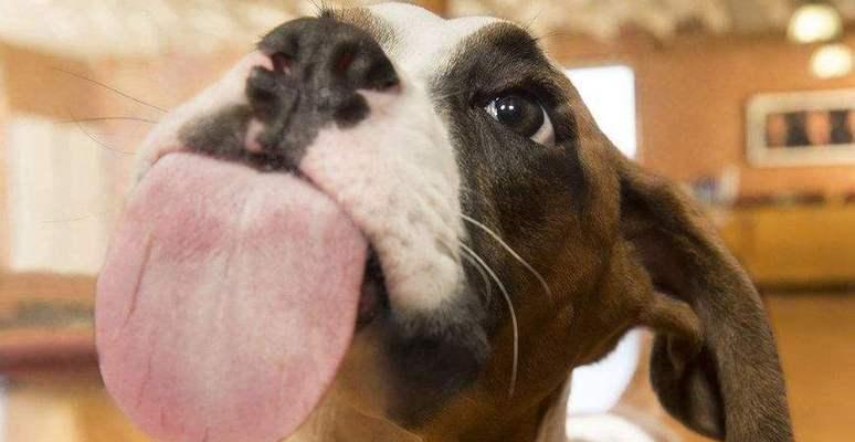 动物舔行为的多重功能解析：从社交沟通到生存智慧