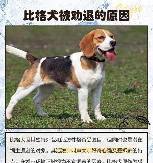比格犬与巴吉度对比:价格差异及选购要点全解析 比格犬与巴吉度对比:价格差异及选购要点全解析