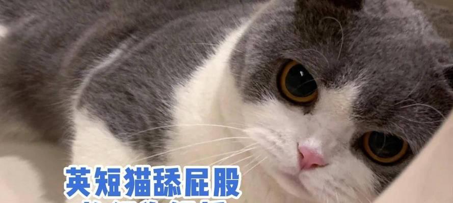 动物舔行为的多重功能解析：从社交沟通到生存智慧