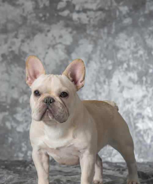 泰迪狗与猫咪和谐共处指南：培养友好关系的关键方法