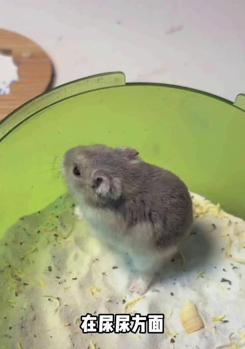 仓鼠洗澡频率指南与注意事项，科学养护宠物健康
