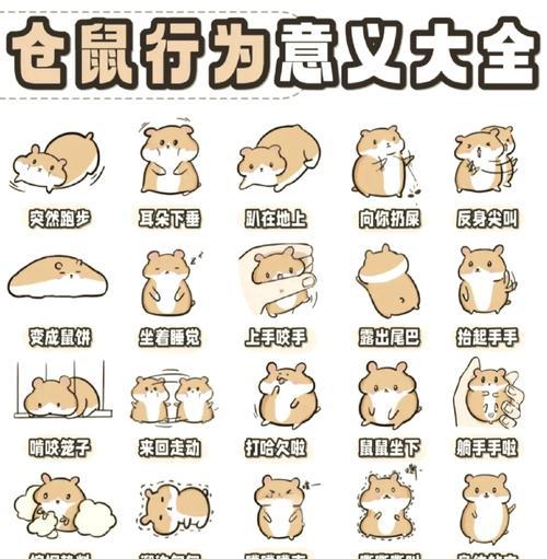 仓鼠洗澡频率指南与注意事项，科学养护宠物健康