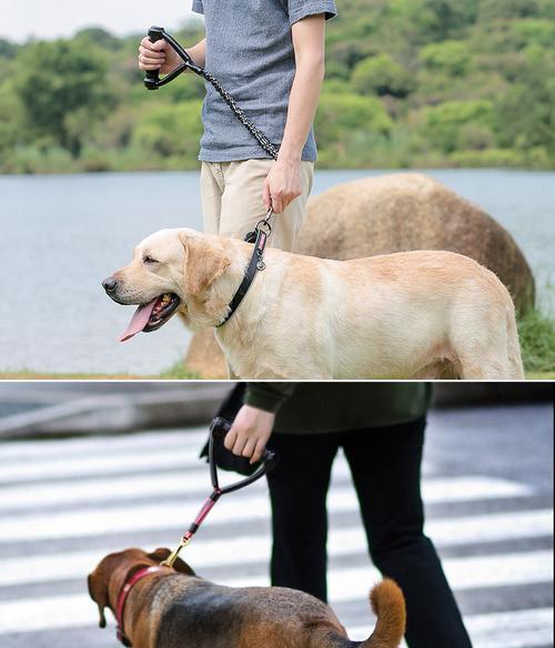 金毛犬牵引绳怎么选?安全舒适选购全指南 金毛犬牵引绳怎么选?安全舒适选购全指南