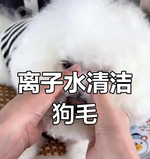 狗狗泪痕饮食改善指南：通过食物选择减轻眼部问题