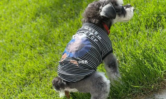 雪纳瑞换毛周期详解与日常护理要点指南