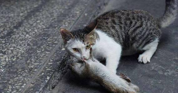 捕鼠猫咪品种选择与训练技巧,养猫防鼠全攻略 捕鼠猫咪品种选择与训练技巧,养猫防鼠全攻略