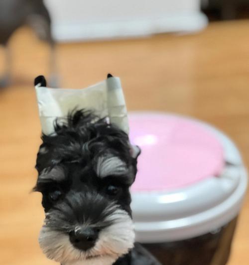 雪纳瑞换毛周期详解与日常护理要点指南