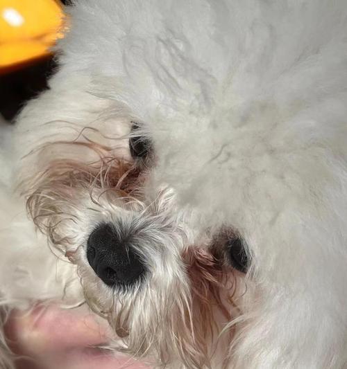 狗狗泪痕饮食改善指南：通过食物选择减轻眼部问题