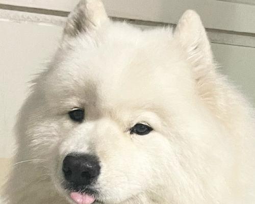 幼犬爱咬拖鞋的十大原因及有效纠正方法详解